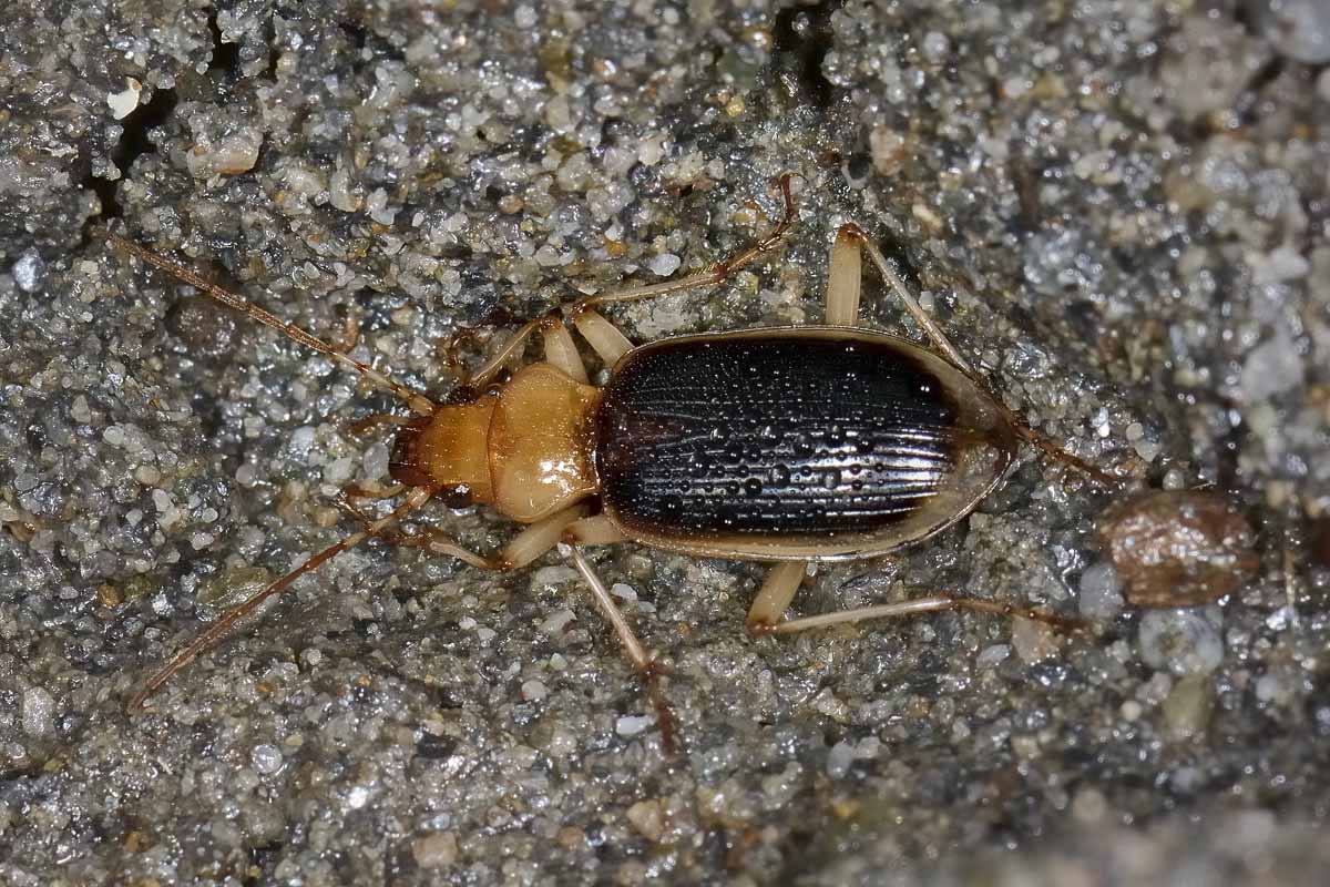 Nebria psammodes  (Carabidae) -  Avigliana (TO)